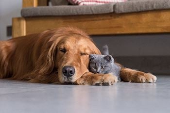 Pet friendly